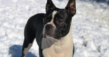 5 Myths About Boston Terriers You Should Stop Believing