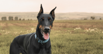 5 Myths About Dobermans You Should Stop Believing