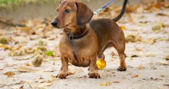 5 Myths About Dachshunds You Should Stop Believing