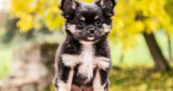 5 Myths About Chihuahuas You Should Stop Believing