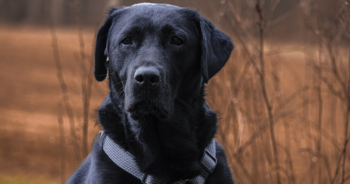 5 Myths About Labrador Retrievers You Should Stop Believing