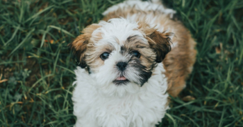 5 Myths About Shih Tzus You Should Stop Believing