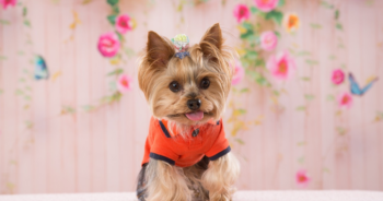 5 Myths About Yorkies You Should Stop Believing