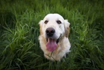 10 Dog Breeds With The Most Soulful Eyes That Will Melt Your Heart