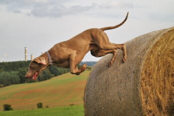 The 12 Most Adventurous Dog Breeds On Earth