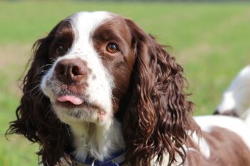 5 Myths About English Springer Spaniels You Should Stop Believing