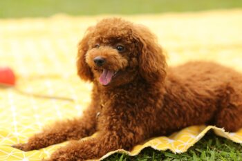 14 Dog Breeds with Long Lifespans: Puppies That Grow Old with You