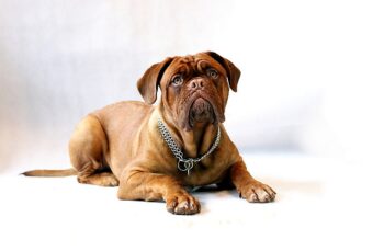 5 Myths About Dogue De Bordeaux You Should Stop Believing