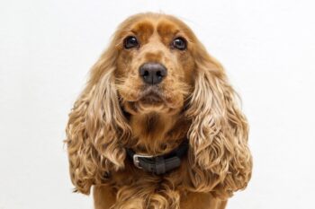 5 Myths About Cocker Spaniels You Should Stop Believing