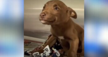 Dog Refuses to Stop Smiling After Being Brought to Animal Shelter