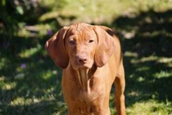 5 Myths About Vizslas You Should Stop Believing