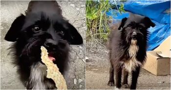 Distrustful Dog Maintained Distance After Eating From Her Hand