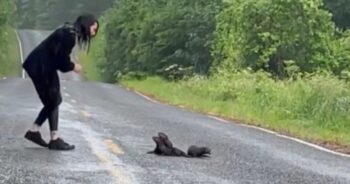 Woman Stops For ‘Furry Clumps’ In Road And Ushers Them To Safety