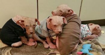 Puppies Were So Sick They Lost Their Fur, But Their Story Didn’t End There