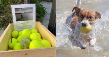 Owner Puts Up ‘Free Tennis Ball Stand’ To Honor Beloved Companion