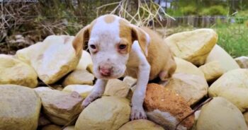 Shaky Puppy Stayed On Rock Pile, Out Of Bullies Reach