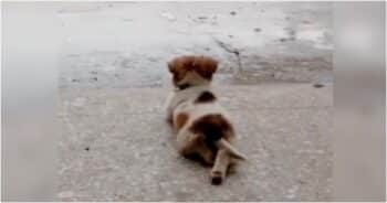 Puppy Finds His Zen While Vegging Out On A Rainy Day