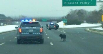 Troopers Shut Down Highway To Wrangle Dog Darting Through Traffic