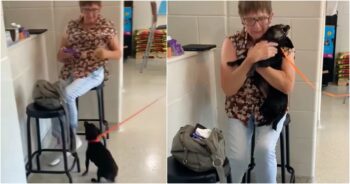 Woman Forced To Give Up Her Dog, Learns Love Will Find A Way