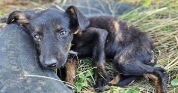 Puppy’s Rescue Turns Into Survival Mission When She Can’t Be Found