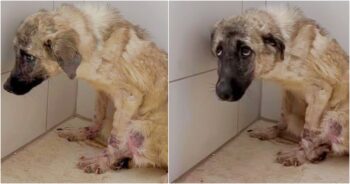 Dog Hiding In The Back Of Kennel Was Ready For A Blissful Beginning