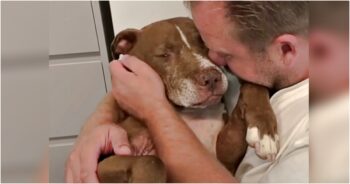 Old Dog Presses His Graying Muzzle To Man’s Face And Listens To His Promise