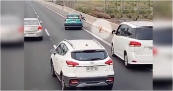 Drivers Ban Together To Guide A Dog Running Loose On Highway