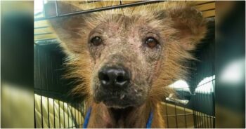 Trembling Bald Dog Gets Ready To Reveal Who He Really Is