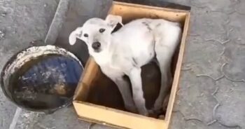 Dog Had No Choice But To Lie There As Owner Walked Away