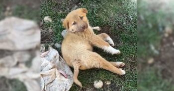 Puppy With ‘Pure Spirit’ And Battered Body Sets Sights On Good Person