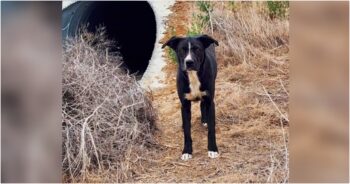 Dogs Made A Home Inside A Large Pipe In Soaring Heat