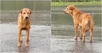 Dog Scanned For Owner’s Face Each Time A White Car Drove By