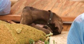 Dog In Garbage Pile Was Too Brokenhearted To Raise His Head