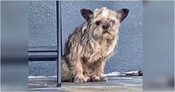 Neighbor Rushed Over When Homeowners Denied Dog On Porch