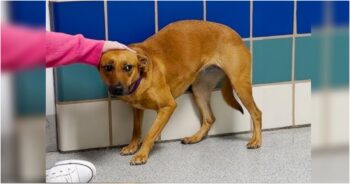 Dog Tucked Tail Between Her Legs And Retreated Back Into Her Kennel