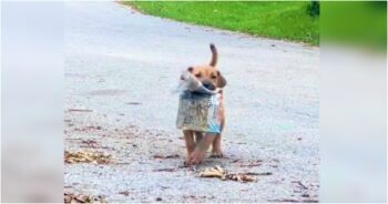 Stray Puppy Shows Off Newspaper To People On Street