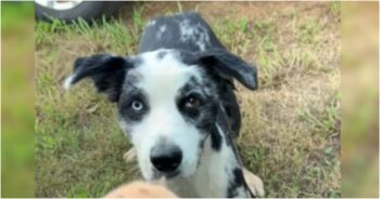 Dog Shows Up When Woman Comes Home And Asks For A Favor