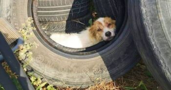 Gas Station Owner Finds ‘Damaged’ Dog Sleeping In An Old Tire