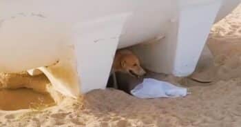 Camouflaged By Desert Sand, Mom And Pups Labor In Stifling Heat