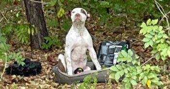 Dog Left With His Belongings Waited For Someone To See Him