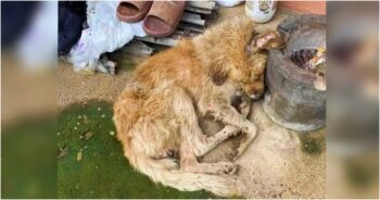 Wounded Dog Lay In Dirt Outside Woman’s Window