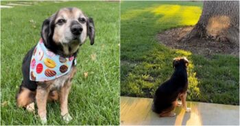 Senior Dog Found After Owner’s Betrayal, Enjoys Sunsets And Chasing Squirrels