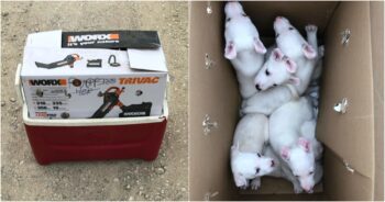 When Good People Find A Box Of Puppies With ‘Misspelled Message’