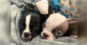 Rescuers Strive To Save ‘Micro’ Puppies, But It Wasn’t Simple