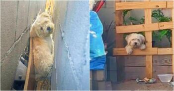 Puppy Living Between Garage Walls Popped Out When No One Was Looking