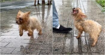 Abandoned Dog Flagged Down A Nice Guy And Stood At His Feet