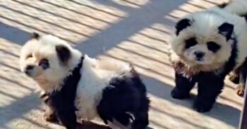 Folks In Uproar When Zoo Promoted Mini-Pandas That Aren’t Pandas At All