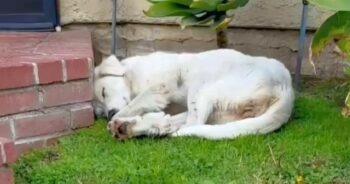 Stray Picks The ‘Perfect Yard’ To Sleep In, It Was Serendipitous