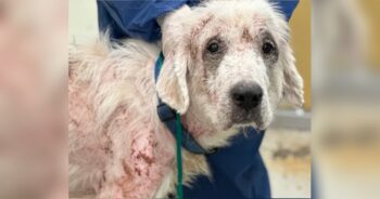 Dog Was Balding And Thin Before Good People Gave Him His Fluff Back