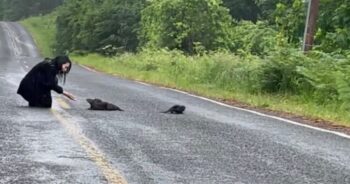 Woman Stops For Pups Stranded In The Road But They’re Not Dogs At All